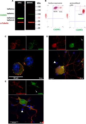 Secretion of Mast Cell Inflammatory Mediators Is Enhanced by CADM1-Dependent Adhesion to Sensory Neurons